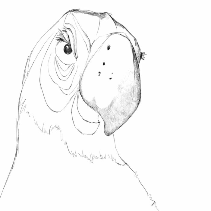 Parrot